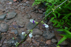 Desmodium laxiflorum